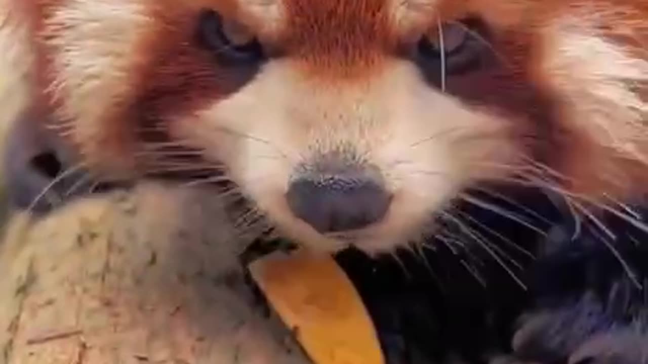 Shorts - Fox