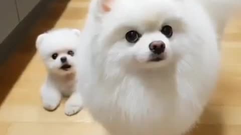 Baby dog quite pet's