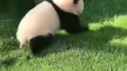 Weird Animals Panda