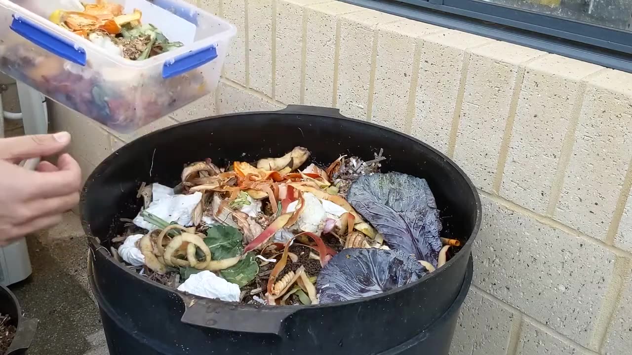 Can O Worms New Tray Update 11 Sep 2022