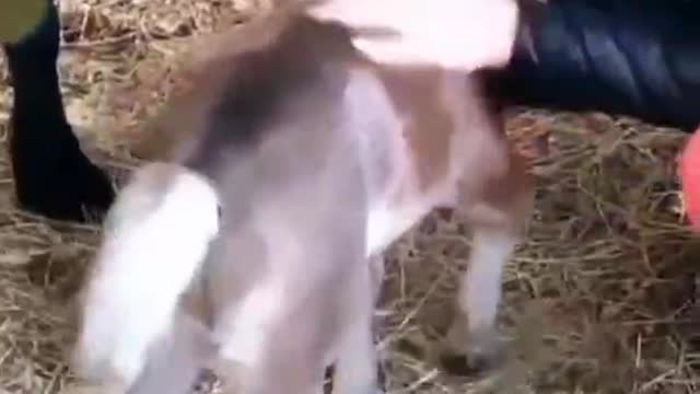 He enjoys it and his owner likes to play with him