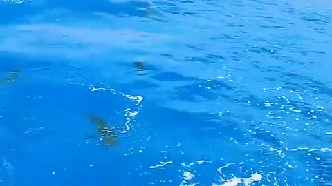 This Guys Best Friend Is A Shark | The Dodo