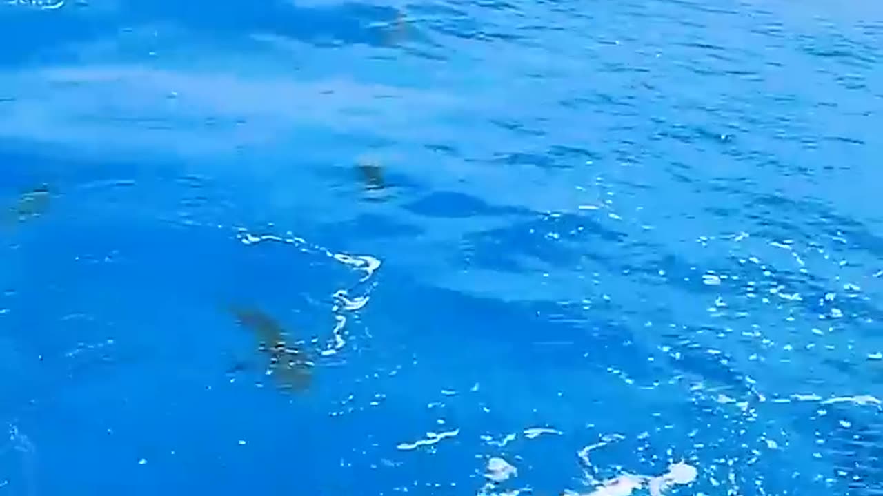 This Guys Best Friend Is A Shark | The Dodo