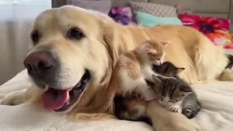 Cute Tiny Kittens and Golden Retriever