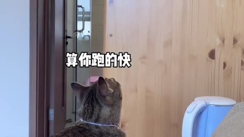 funny cats
