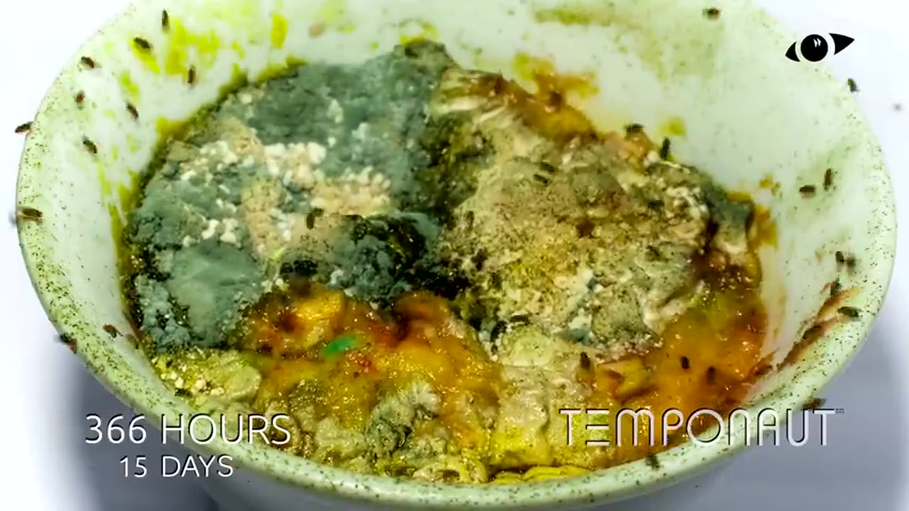 Ice Cream Time-Lapse