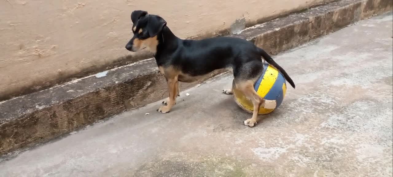 Cachorra senta na bola