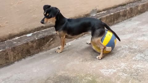 Cachorra senta na bola