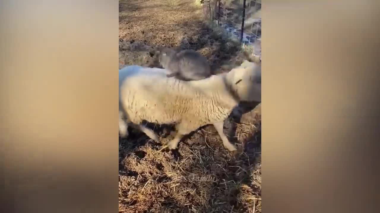 Animal funny video
