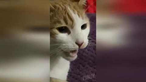 Funny Animals 😂 - Try Not To Laugh 😺😍