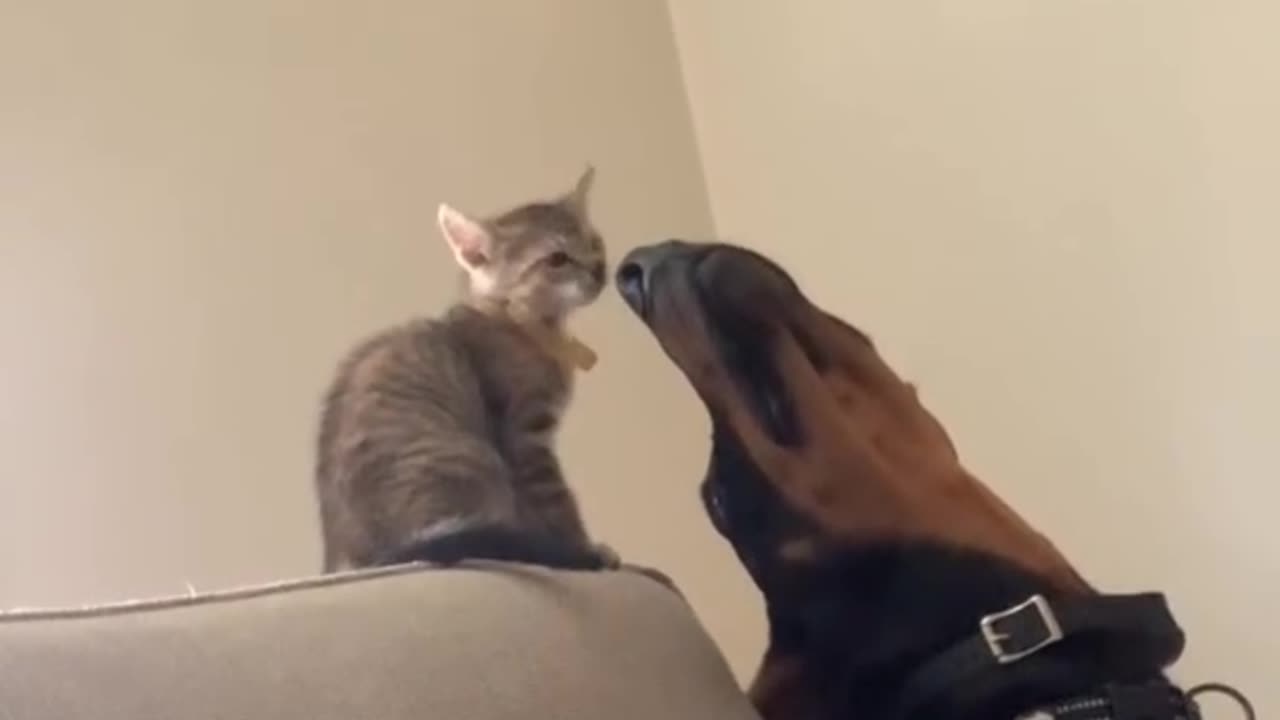 Funny Cat And Dog Video