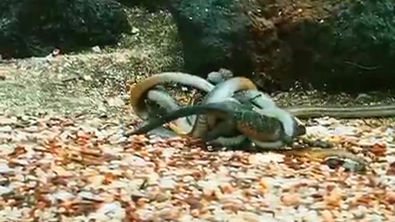 Snake fight others animals