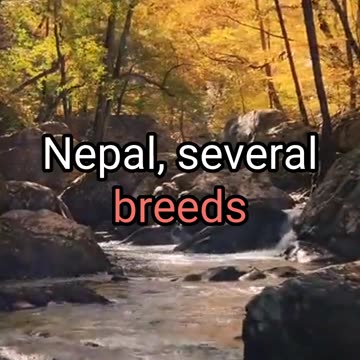 how to start caw farming