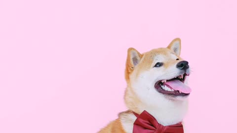 Lovely 1pet dog