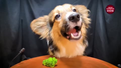 Asmr mukbang starring corgi