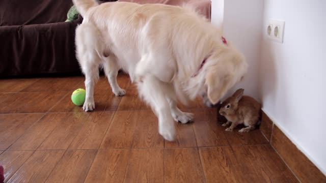 Dog Wants to Play with Rabbit