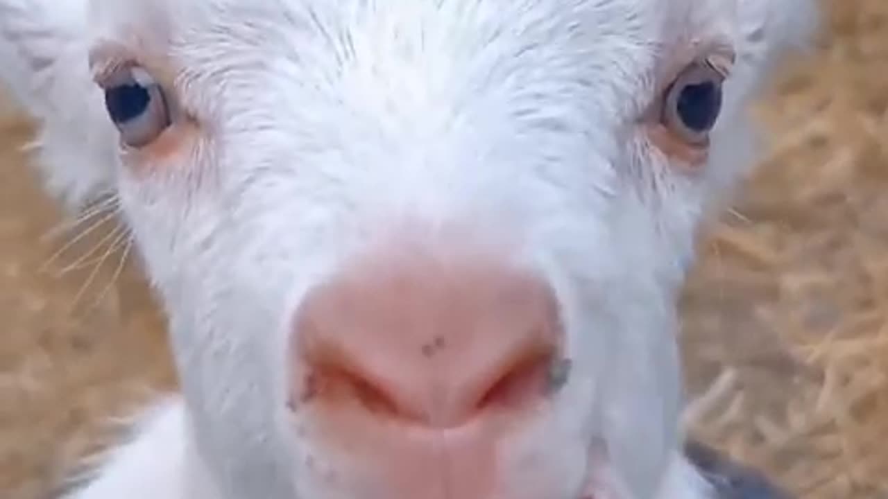 Baby goats shout