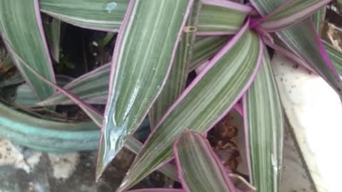 Flower beside house