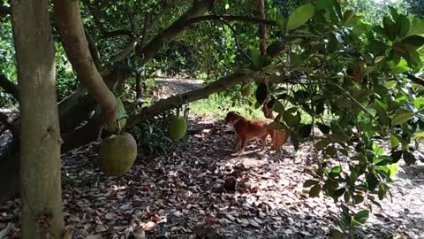 DOG ATTACK KING COBRA REAL FIGHT