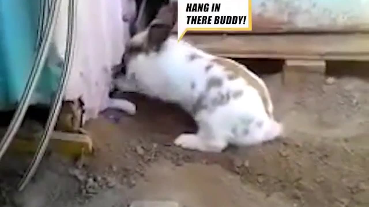 Rabbit Digs Hole To Free Stuck Cat