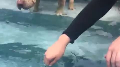 So today at Clydie's photoshoot...we randomly caught him putting his paw in the pool.