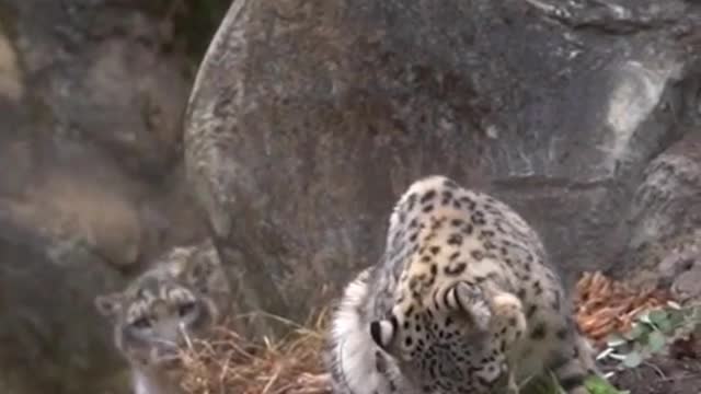 Wild animals zero distance animal snow leopard