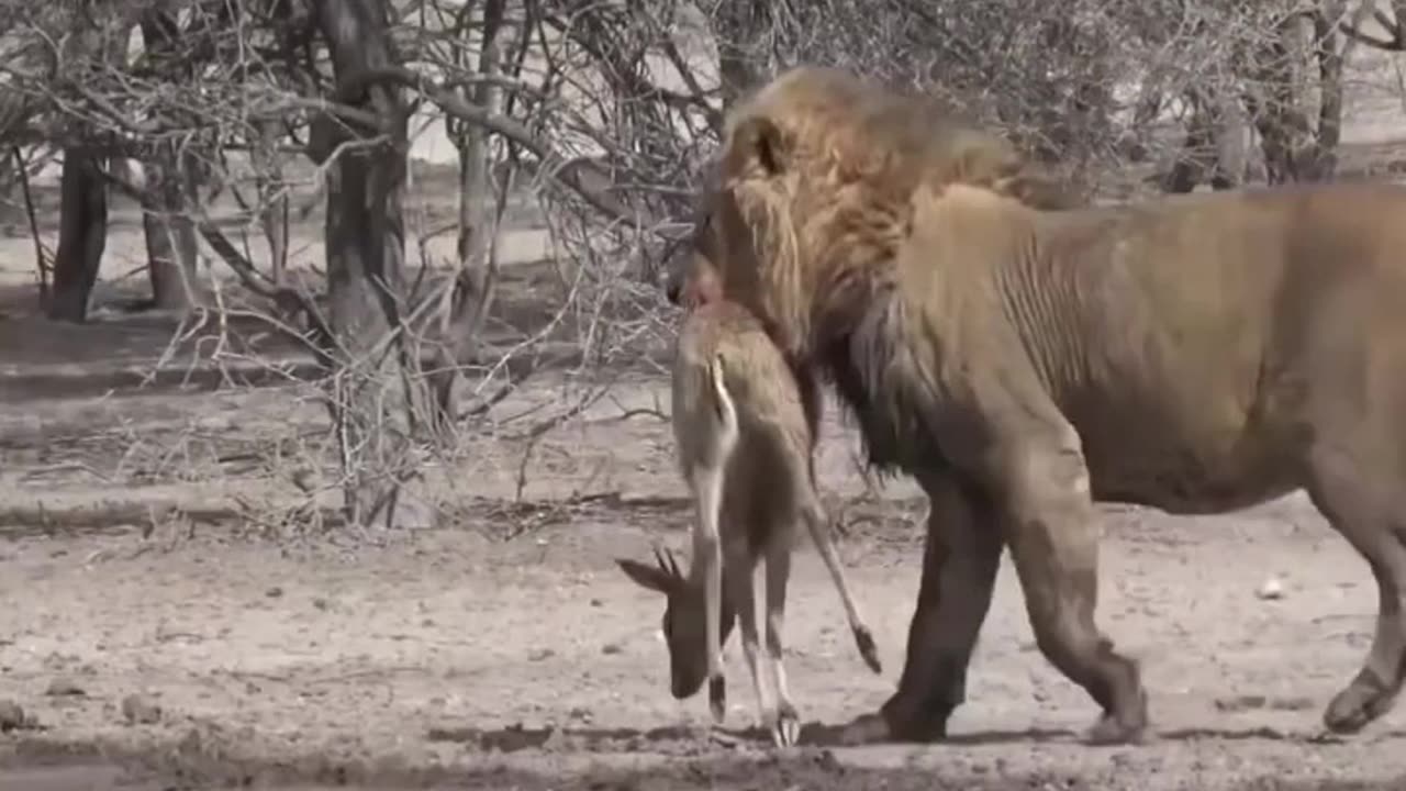 Weak hearts dont watch