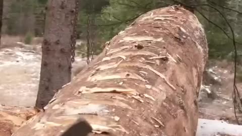 From Forest to Shelter: Captivating Time-lapse of a Solo Log Cabin Build in the Wilderness