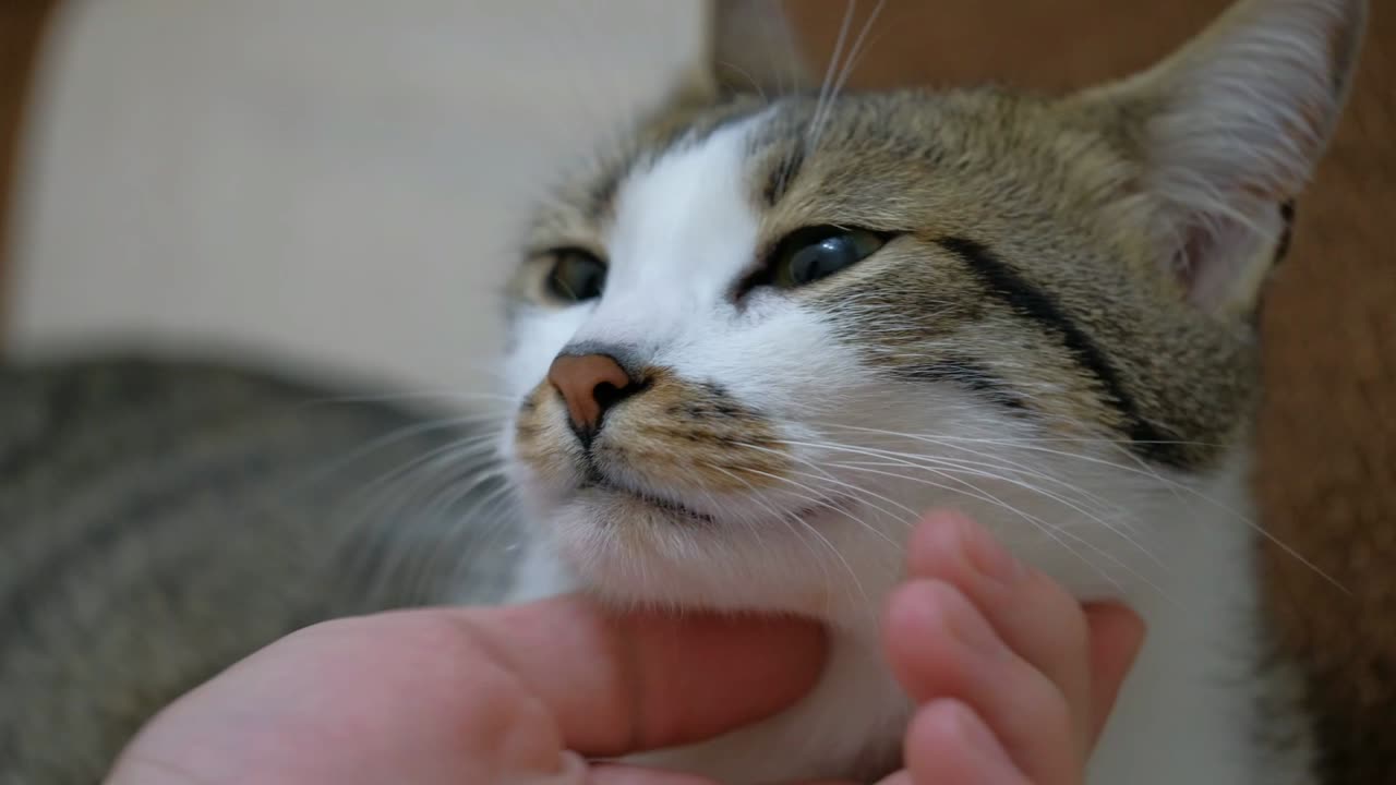 difference between cats and dogs funny video| Funny Animal