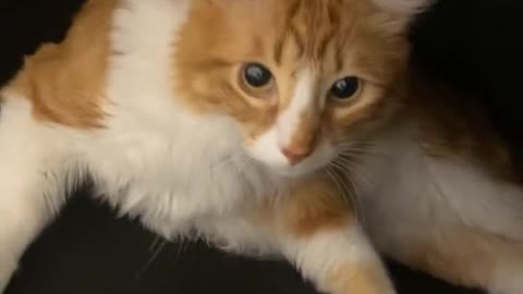 I love when cats trill like that