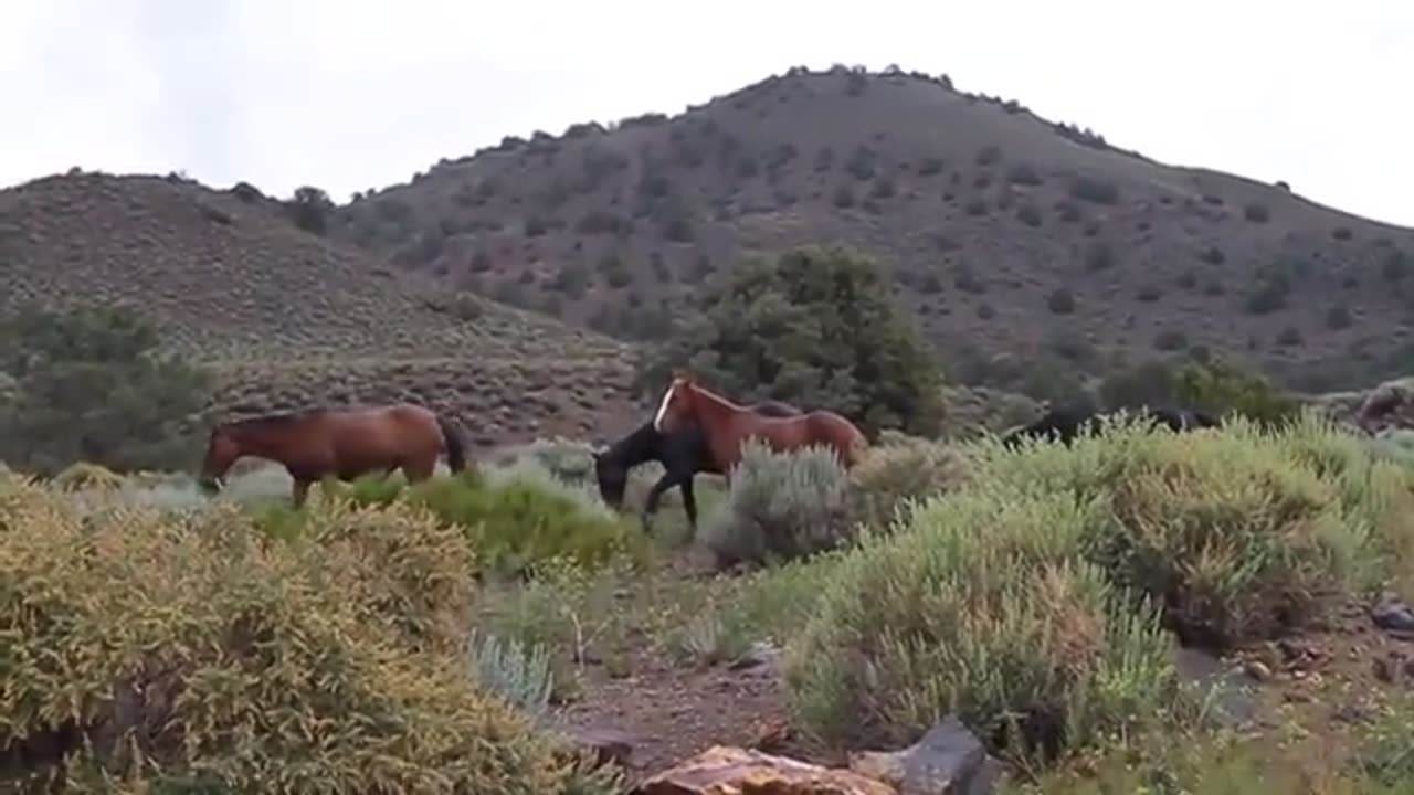 Animal for kids - hours for kids Lovely horse kids children