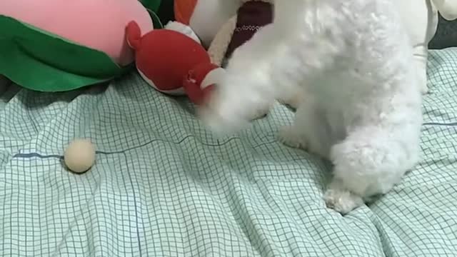 Amazing dog baby cute video