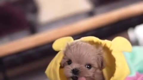 Cute puppy