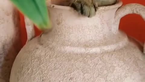 Cat funny
