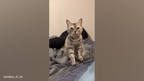 Dramatic Cats: The Masters of Melodrama!