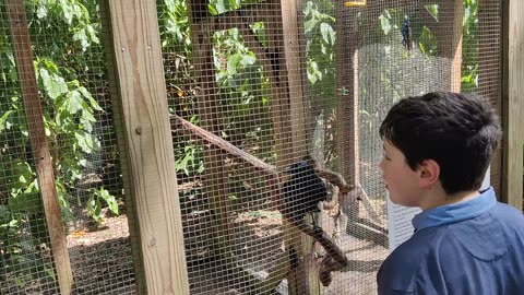 Spencer at Flamingo Gardens parrots VID_20220417_152241