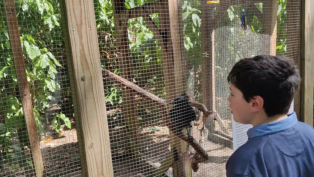 Spencer at Flamingo Gardens parrots VID_20220417_152241