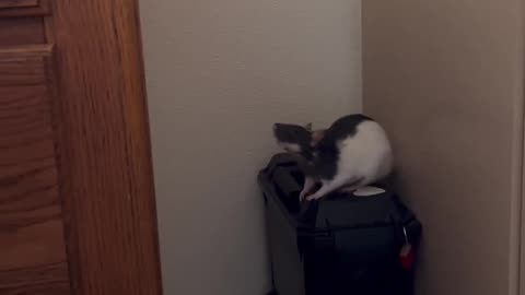 Rats jump??