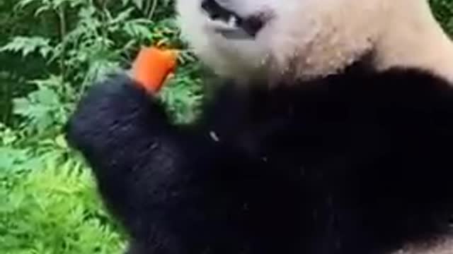 panda cute action while eating