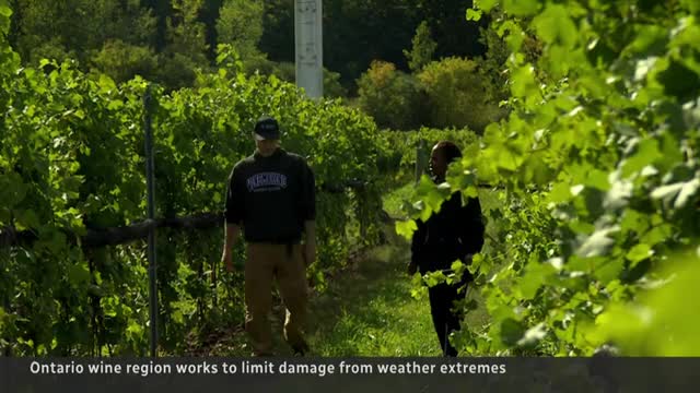 7_Wine industry challenged by volatility from climate change