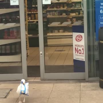 Sneaky Seagull Shoplifts a Snack