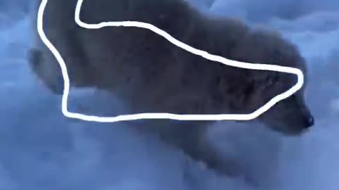 Funny dog