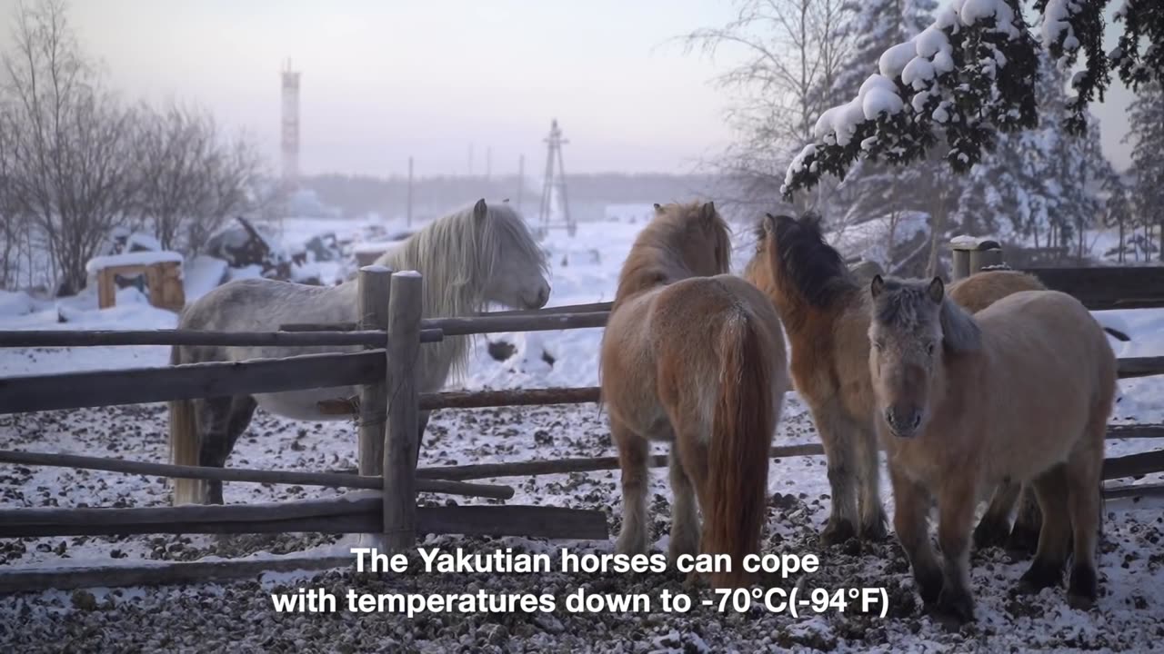 One Day in the Coldest Village on Earth | Yakutia