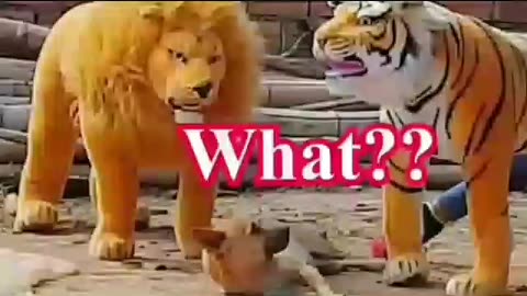 Animal funny video 1