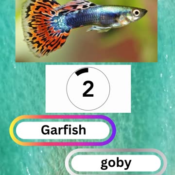 Fish Frenzy 14 A fast-paced quiz