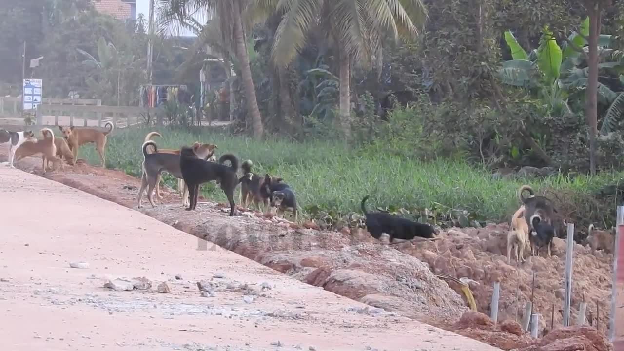 StreetDogs!! Australian Shepherd Meeting Labrador Retriever On Street