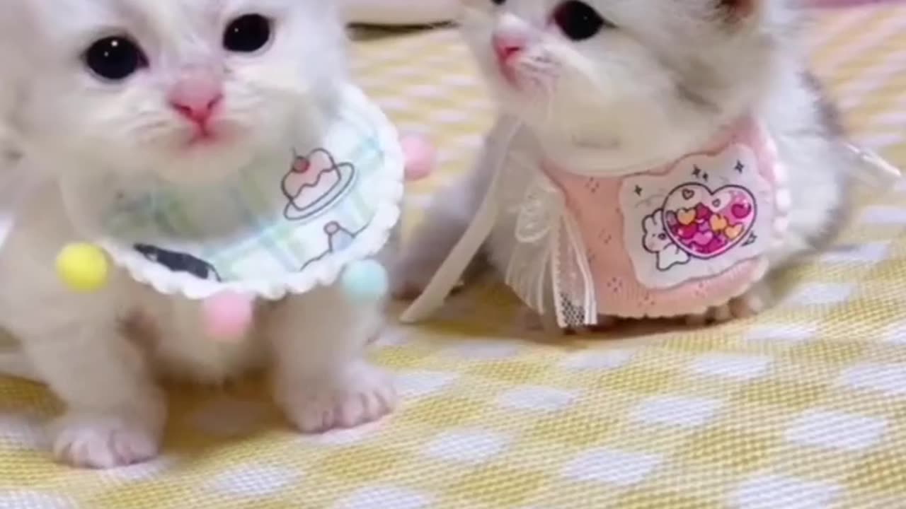 Animal cat funniest video