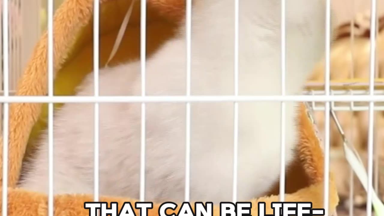 4 Reasons To Rescue A Cat From Shelter #pawsinneed #adoptdontshop