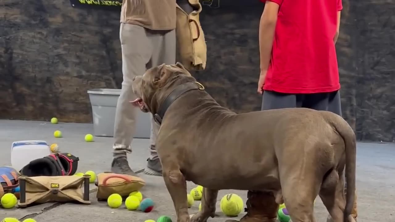 This Pitbull got incredible restraint protect his brother is all he cares