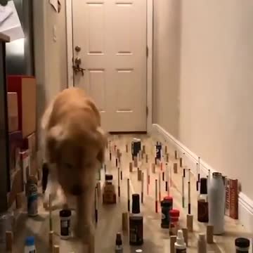 Maze Game. Make-up cut. dog and cat. at home. nice attitude